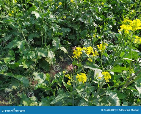 A Big Honey Bee on Canola Flower Stock Image - Image of flower, honey ...