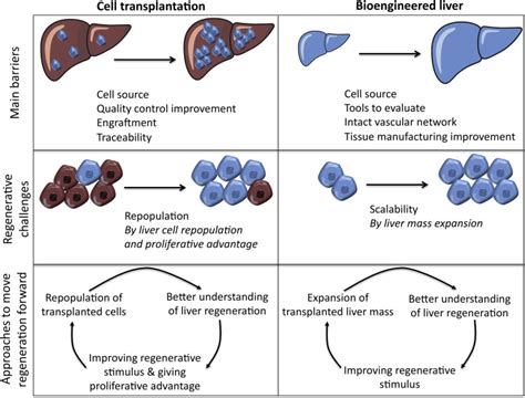 Understanding Liver Regeneration - The American Journal of Pathology