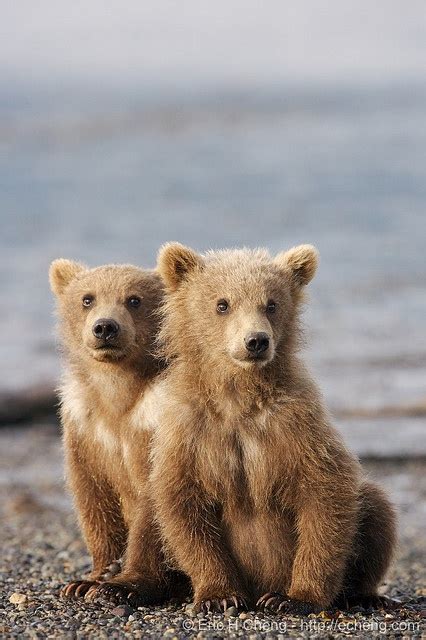 Kodiak bear spring cubs, Hallo Bay, Alaska | Bear, Kodiak bear, Brown bear