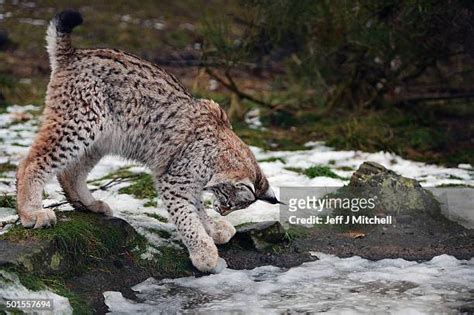 363 Lynx Cub Stock Photos, High-Res Pictures, and Images - Getty Images