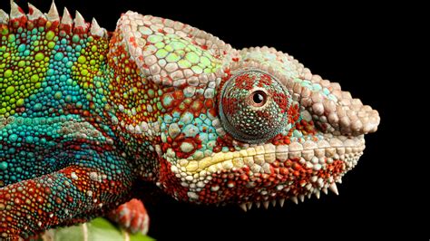 Lizard HD Wallpaper [3840×2160] – HD Wallpapers