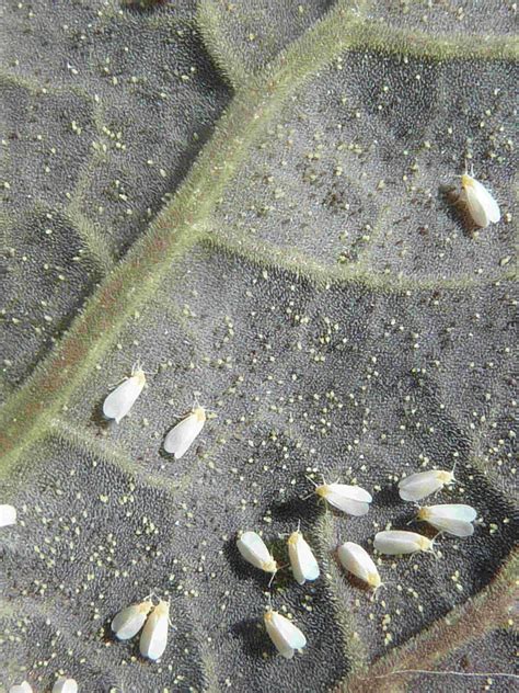 Whitefly: potato and cabbage pest in Indonesia and Western Australia | Agriculture and Food