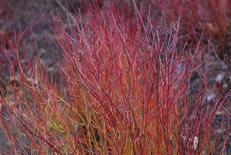 Cornus sericea 'Kelseyi' | Landscape Plants | Oregon State University