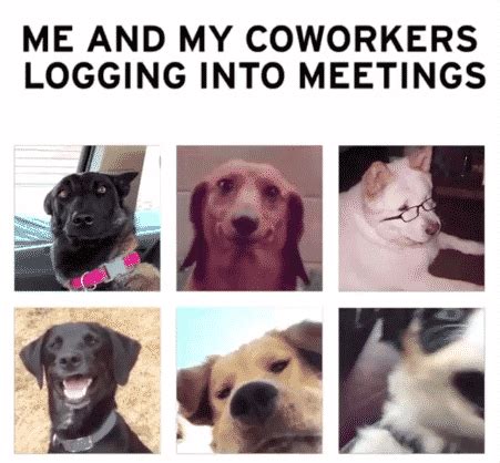 Zoom Meeting Memes That Will Make You LOL