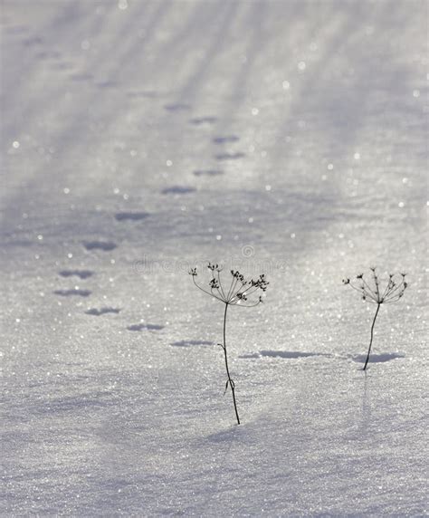 Mouse tracks in the snow. stock photo. Image of footsteps - 87450556