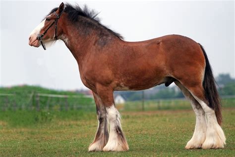 Arabian Horse vs Clydesdale: Breed Comparison Insights - HorseNameIdeas.com