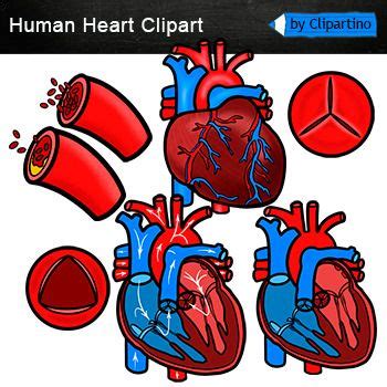Human Heart Clip Art /Heart Anatomy Clip Art /Human body di 2024