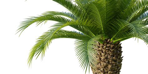 Tree - Palm Tree - Phoenix Canariensis Decorative Garden - set of 4 ...