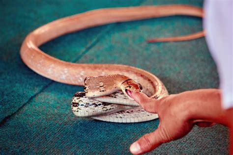 Best Snake Bite Stock Photos, Pictures & Royalty-Free Images - iStock