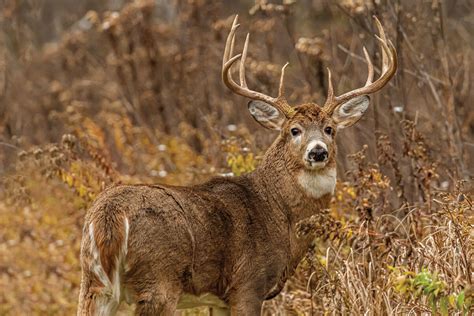 Planning for Bucks Before the Rut - Bowhunter