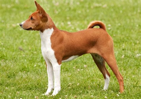 Basenji - race de chien et chiot - CANIBEST