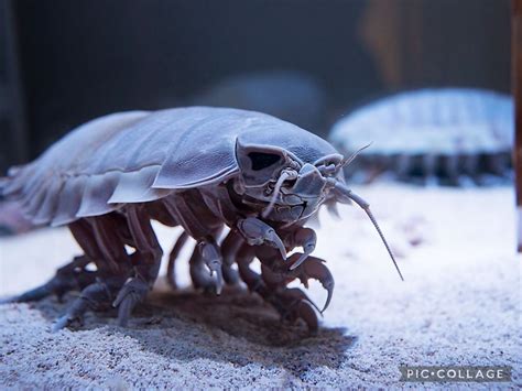 Giant Isopod - Bathynomus Giganteus Facts and Photos