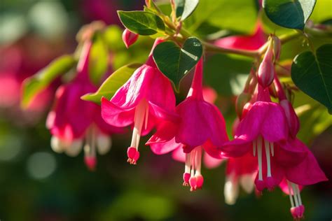 Fuchsia Flower Meaning, Symbolism & Spiritual Significance - Foliage Friend - Learn About ...