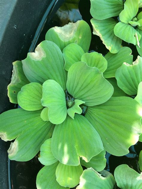 Pistia stratiotes (Nile Cabbage, Shellflower, Water Cabbage, Water Lettuce) | North Carolina ...