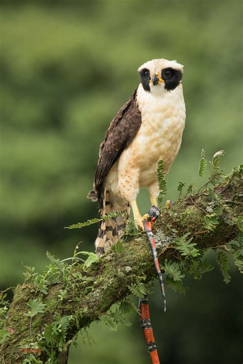 Laughing Falcon (Herpetotheres cachinnans) with snake prey | Pet birds, Beautiful birds, Birds