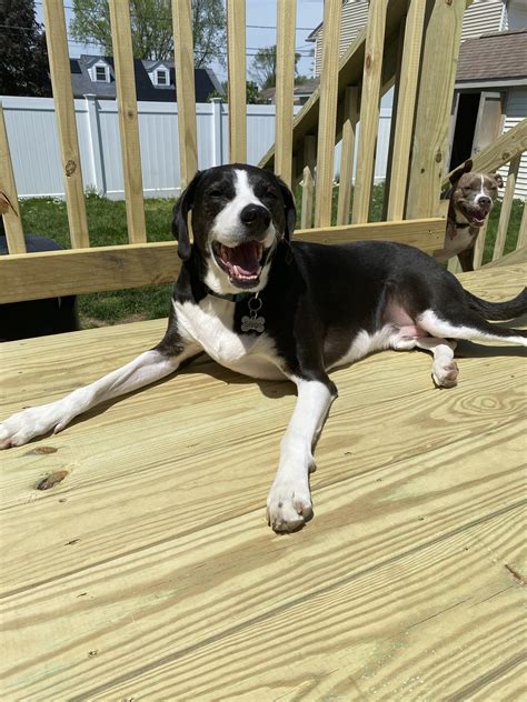 Ever see a border collie/hound mix? He’s beautiful with traits of each breed. : r/BorderCollie