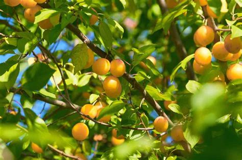 All About Japanese Plums - Minneopa Orchards