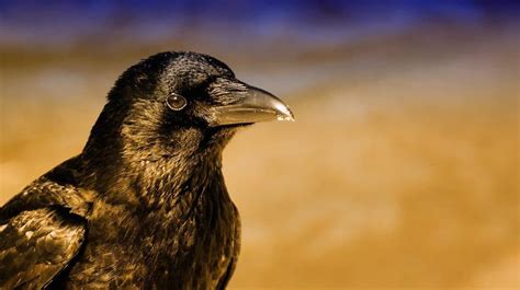 The RAVEN SPIRIT ANIMAL Ultimate Guide (Meanings & Symbolism)