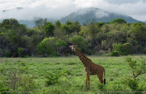 Tsavo West National Park – Travel Guide, Map & More!