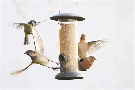 Putting a bird feeder in your garden really does help wildlife | New ...