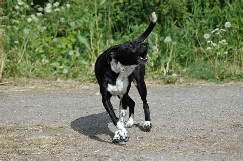 Barking Problems: Bark Collar, Clicker Training, and the Right Choice for You