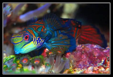 Green Mandarin Dragonet: Diet | Breeding | Size | Cost |Guide – Fishkeeping Forever