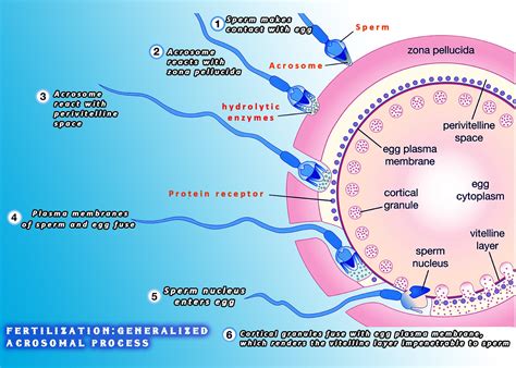 Human Fertilization Diagram