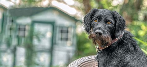 German Wirehaired Pointer Adoption: German Wirehaired Pointer Puppies ...