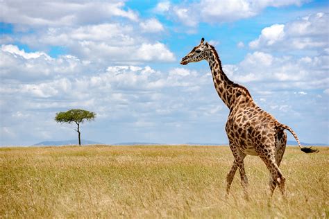 Giraffe on savannah under white and blue sky at daytime, grass HD ...