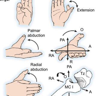 Saddle Joints In The Thumb