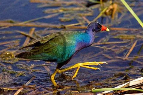 Aprende Todo Sobre Rallidae, Una Familia De Aves Aprende Todo Sobre Rallidae, Una Familia De Aves