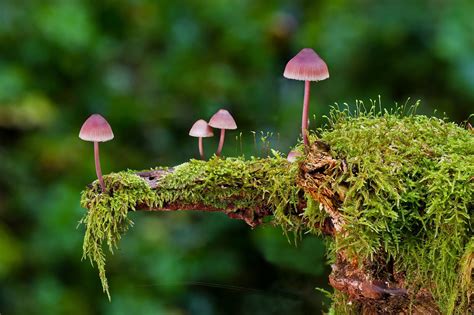 Definición de reino fungi. Su origen, características e importancia