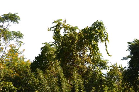 Kudzu Vines Climbing Tree Stock Photo 0387 PNG by annamae22 on DeviantArt