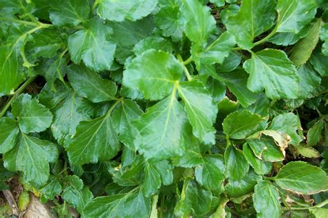 BUZZARD BUSHCRAFT: Seashore plants and seaweeds