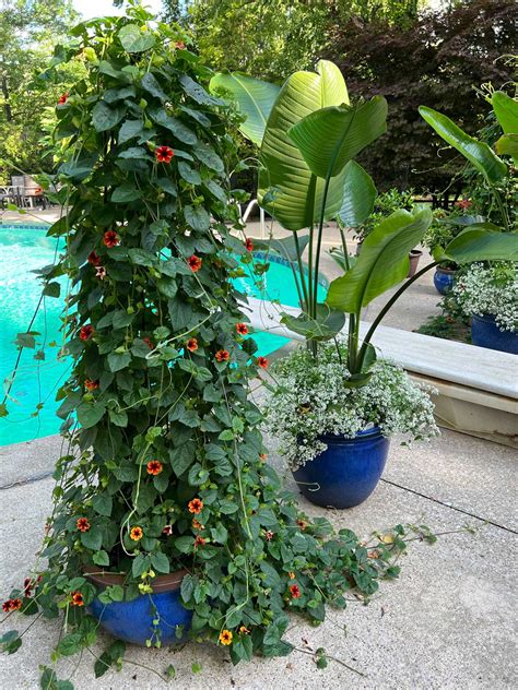 Black Eyed Susan Vine Trellis Ideas + Care Tips (Thunbergia)