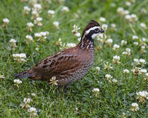 Bobwhite Quail – High Flight Game Birds LLC