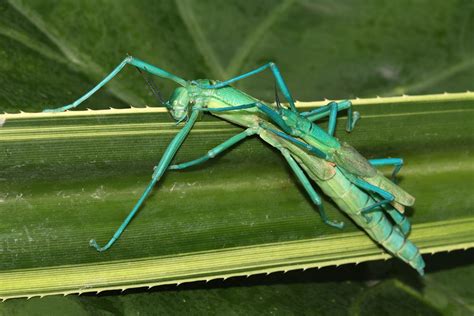 “The goal is to study stick insects until I die”: Meet ‘stickman’ Braxton Jones - Australian ...