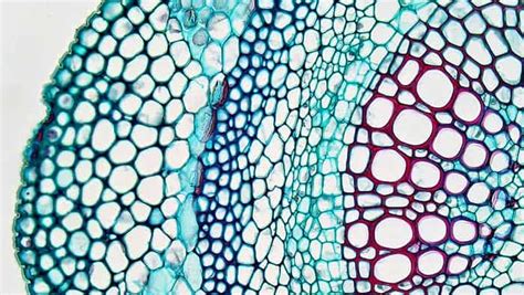 Parenchyma Cells | Definition, Structure, Distribution & Function