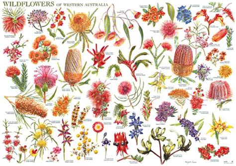 Wild Flowers of Western Australia Wall Chart | Flowers australia ...