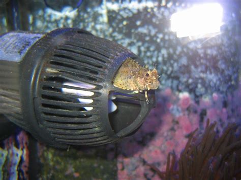 Lawnmower blenny - Fish - Austin Reef Club