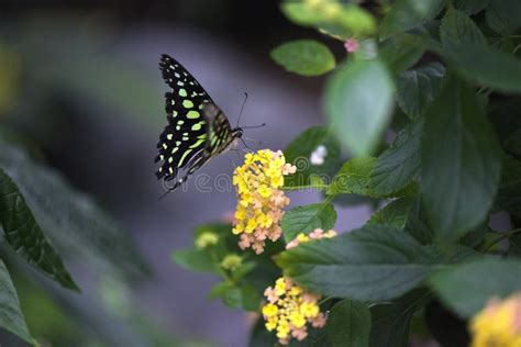 Butterfly Kisses stock photo. Image of fairy, dainty - 16010860