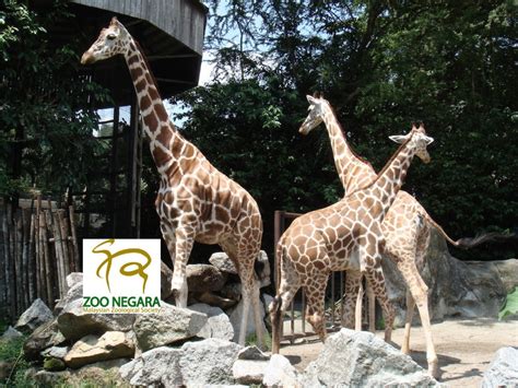 Zoo Negara - Goticket.my