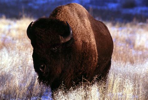 Free Bison Wallpaper - WallpaperSafari