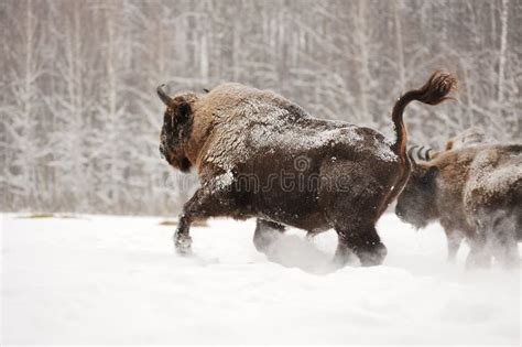 Bull Bison Running stock photo. Image of nature, buffalo - 10366520