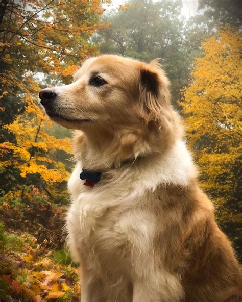 Border Collie Golden Retriever Sheltie Mix: Facts, Temperament - Pet Spruce