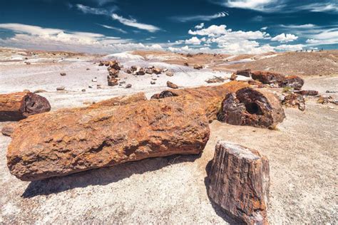 Petrified Forest Near Holbrook in Arizona, USA Stock Image - Image of ...