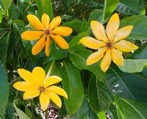 Plant of the month: Gardenia - West Hawaii Today