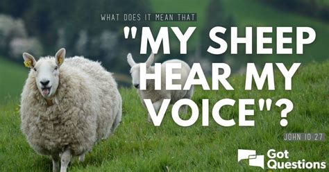 Sheep Hear My Voice