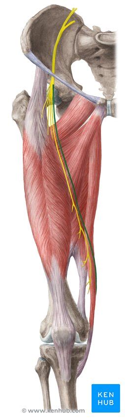 Saphenous nerve: origin, course and function | Kenhub