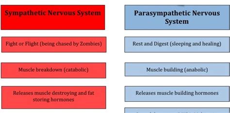 Sympathetic vs Parasympathetic Nervous System Chart - NCLEX Quiz